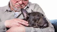 Trouw en Rust: 5 Hondenrassen die Warmte en Loyaliteit Brengen aan Ouderen