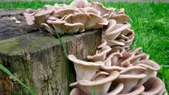 Van de schaduwrijke hoek van de tuin naar het bord: hoe je je tuin omtovert tot een paddenstoelenkwekerij