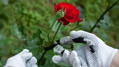 Rozen levend houden in de winter: zo snoei je ze in november voor een uitbundige bloei