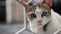 De kat zal je als een vreemde bekijken: drie gewoonten van de eigenaar die het vertrouwen onmiddellijk vernietigen